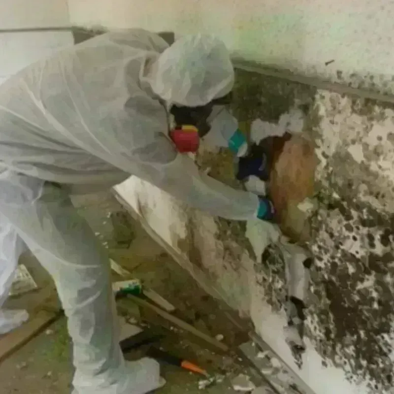 Mold Remediation and Removal in Goose Creek, SC